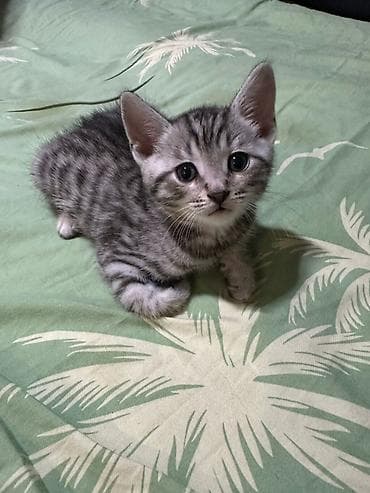 мейкун котята: Бенгальская, 1 месяц, Девочка, Приучена к лотку — 1