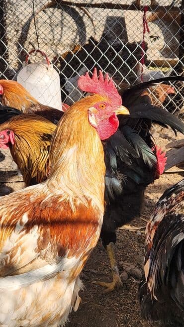 купить собаку доберман в бишкеке: Продаю | Петух | Домашняя | Для разведения — 1