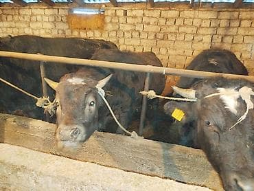 уй сх животное: Продаю | Бык (самец) | На откорм | Привязанные — 2