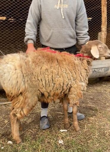 домик доя кошки: Сатам | Ургаачы кой (ургаачы) | Арашан | Көбөйтүү үчүн — 3