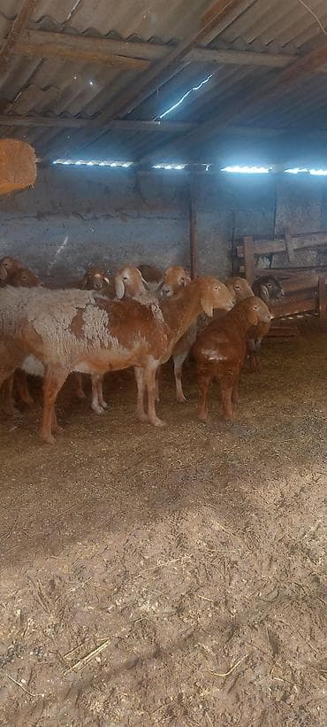 живой баран: Продаю | Овца (самка) | Эдильбаевская | Для разведения | Племенные — 4