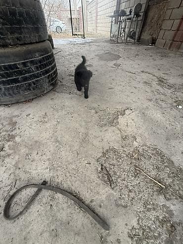 Кошки: 1 месяц, Самка — 3