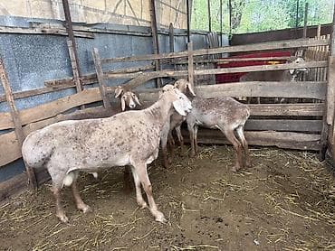 романовский порода: Продаю | Баран (самец) | Арашан | Для разведения | Племенные — 6