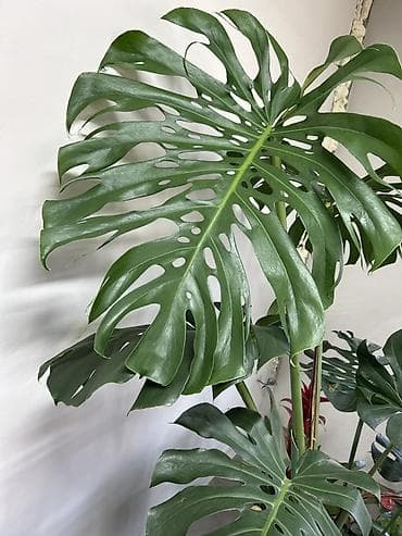 Монстера делициоза длина рост 3 метра. (Monstera deliciosa) — крупное at lalafo.kg Монстера делициоза длина рост 3 метра. (Monstera deliciosa) — крупное