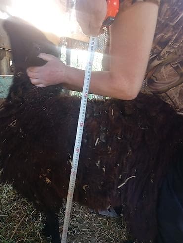 ножницы для овец: Продаю | Овца (самка) | Для разведения | Племенные — 4