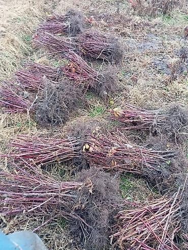 саженцы в оше: Продаю саженцы Малины 
мапема
маравилла — 3