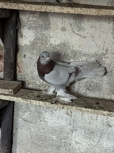 клетка бодоно: Породистый голубь декоративного направления. - Окрас: светло-серый — 5