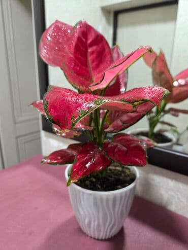 где купить водоросли для аквариума: Комнатные растения в кашпо 1) Фаленопсис (орхидея) — белые крупные — 3