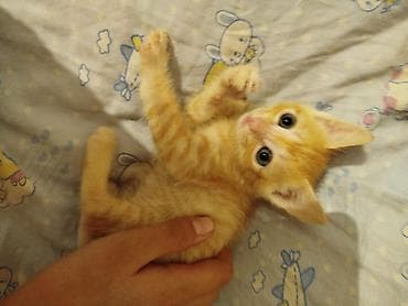 Отдам даром кошку: 2 месяца, Девочка, Приучена к лотку — 1