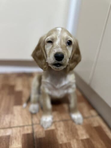 продажа собак чихуахуа: Кокер-спаниель, 2 месяца, Самец — 8