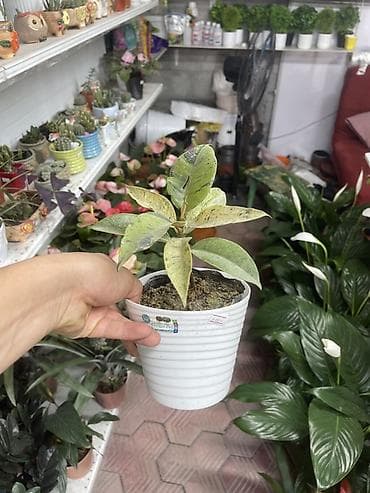 фикус тинеке: Фикус каучуковый (Ficus elastica) вариегатный в горшке - Компактный — 1