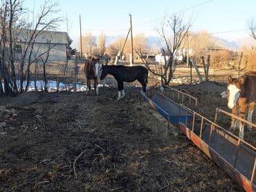 разведение сельскохозяйственных животных: Продаю | Жеребец, Жеребенок | Полукровка | Для разведения | Племенные — 7