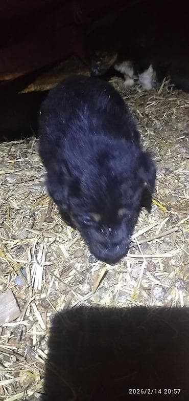 собаки питбуль: Лабрадор-ретривер, 1 месяц, Самка — 9