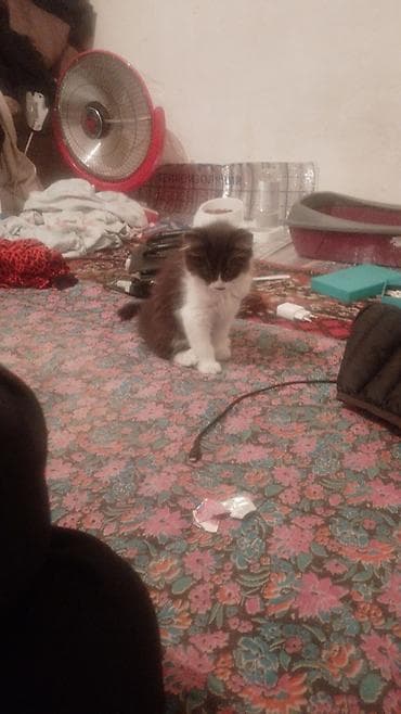 кошки серые: Беспородная, 3 месяца, Девочка, Биколор, Приучена к лотку — 2