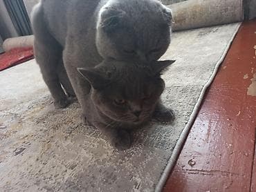 кошка 302: Британские короткошёрстные котята, окраса голубой (плюшевый серый). На — 6