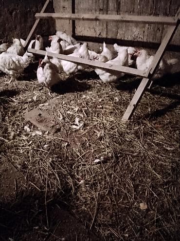 клетка для шиншилы: Продаю | Куры | Несушки — 1