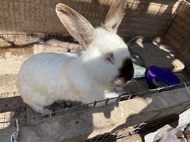 сиамс: Продаю Кроликов декоративный, крупного размера. Окрас: белый с темными — 1
