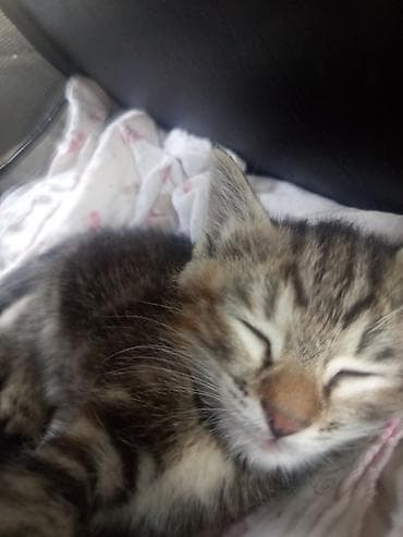 бесплатно котята: Котёнок ищет заботливый дом 🐾 Отдаётся милый котёнок. Ласковый — 2