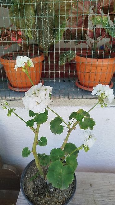 Бегониялар: Бегония макулата (Begonia maculata) в горшках - — 9
