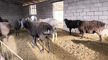 куплю бараны: Продаю | Овца (самка) | Для разведения | Матка — 3