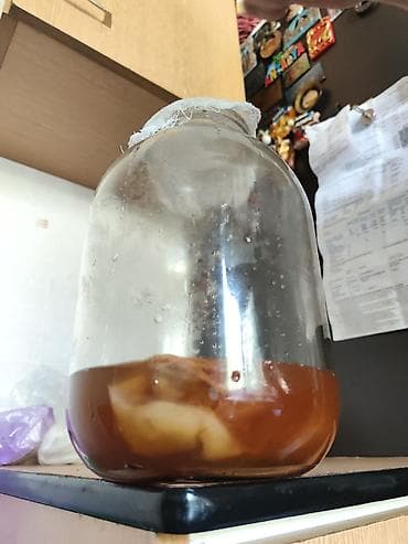 чайный гриб купить: Чайный гриб (SCOBY) с маточным настоем - Домашняя культура чайного — 2