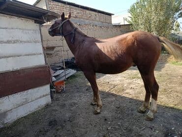 купить собаку шпица недорого: Продаю | Конь (самец) — 5