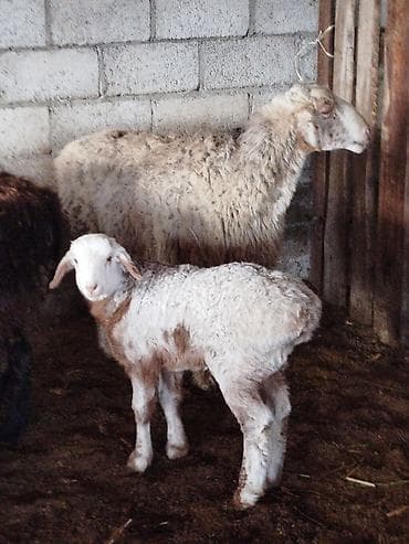 продаю овца: Продаю | Овца (самка) | Для разведения | Матка — 1
