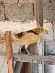 корм витакрафт для волнистых попугаев: Продаю Лимонного самца цена 4000 — 5