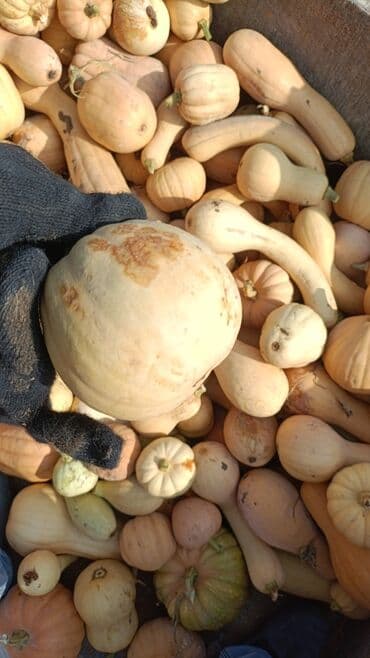 нержавейка бишкек цена за кг: Тыква продовольственная оптом

ассалому алейкум ашкабак майда жамге — 2