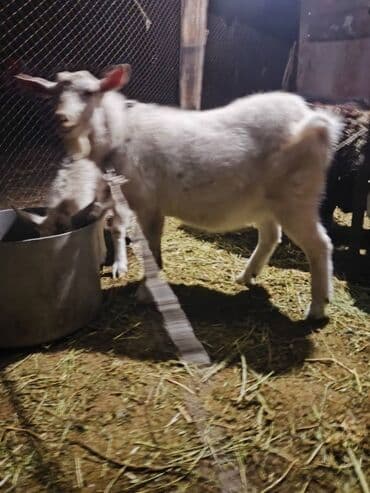 племенные коровы молочные купить: Продаю | Коза (самка) | Для разведения — 3