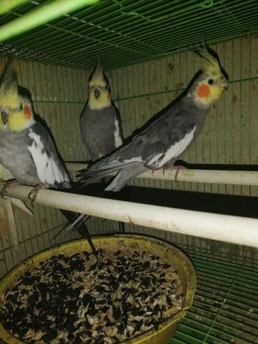 необычные животные: Попугаи кареллы хорошо разговаривают и приручаются к рукам — 5