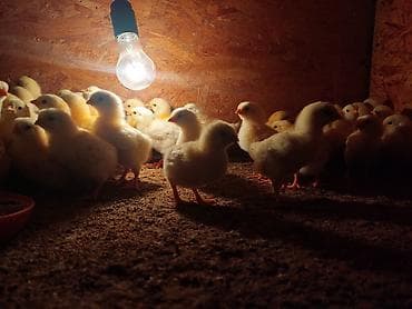 бенгальские кошки бишкек: Продаю | Цыплята | На забой, Несушки — 10