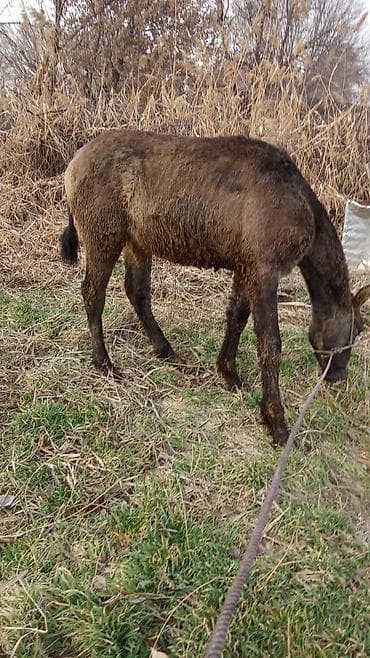 бараны в токмаке: Эркек тай сатылат 6 айлык чүйский — 1