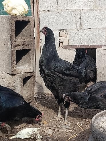 Зоотовары: Продаю | Куры | Для разведения — 3
