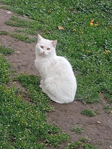 каракал кошка: Отдам кошек/котов возраст: пол года черного и белого окраса нужно — 1