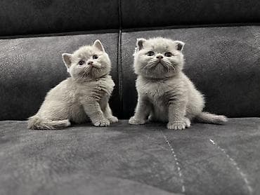 d cat: Готовы к бронированию: Девочка Scottish fold, мальчик Scottish — 4