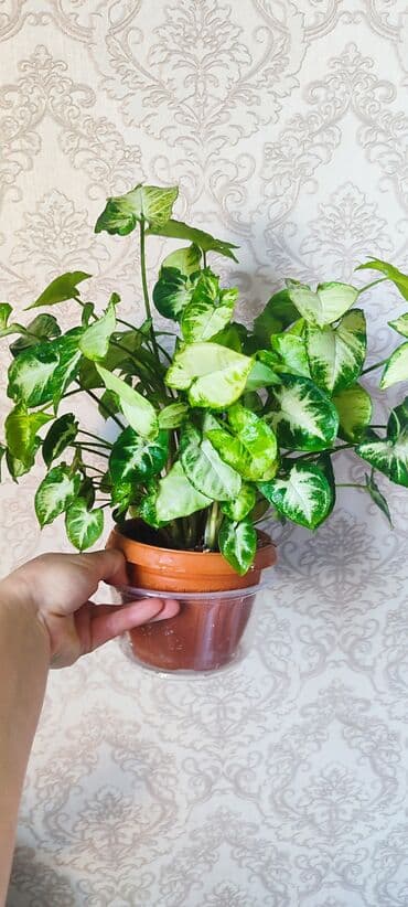 семена павловния купить в бишкеке: Зефирантес розовый 150 сом (3-4 луковицы в стакане) - ул.7 апреля 2/7 — 7