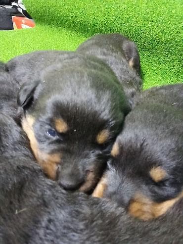 стрижка животных на дому: Щенки ротвейлера открыта бронь родословная имеется — 2