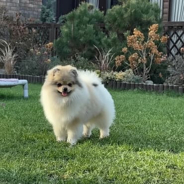 сколько стоит йорки: Шпиц, 11 месяцев, Самец, С прививкой — 1