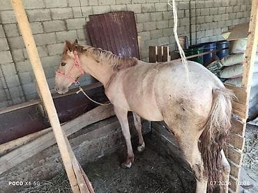 Животные: Продаю | Корова (самка) | Привязанные — 2