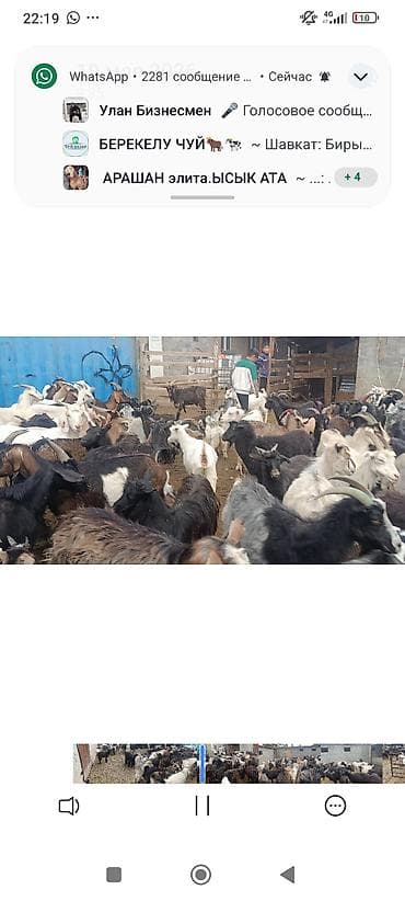 рыбы в аквариум купить: Продаю | Коза (самка) | Для разведения | Племенные — 5