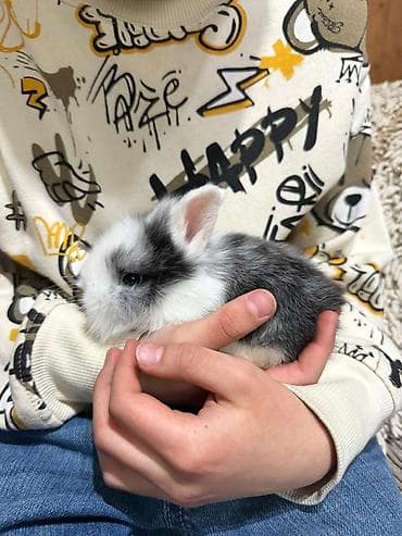 маркой свинка: Кролики декоративные, карликовая порода - вислоухие Отлично подойдут — 7