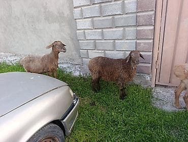 Сатам | Козу | Көбөйтүү үчүн — 1