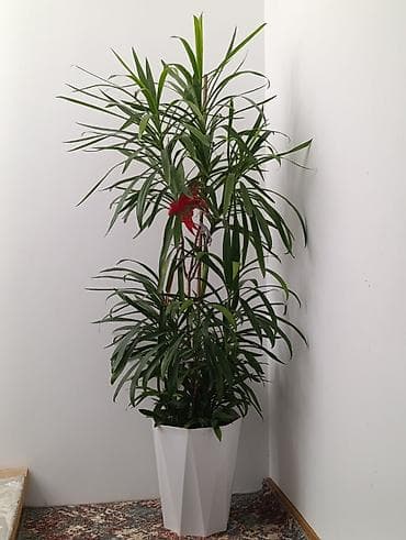 драцену: Драцена (вероятно Dracaena reflexa/«Сонго») в высоком декоративном — 1