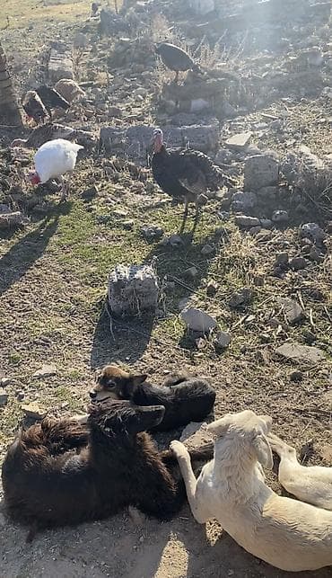 самоедская собака цена: Тайган, 10 месяцев, Самец, С прививкой — 9