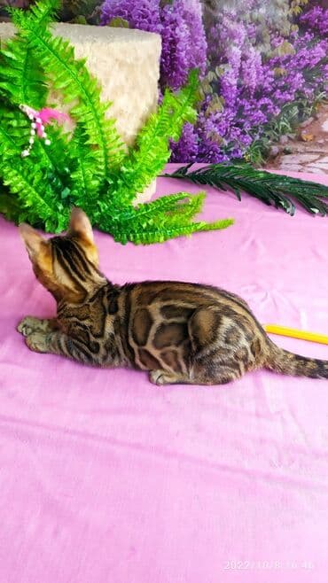 новорожденные котята: Бенгальские Детки .проф питомник Бен Гла Мур. предлагает Девочек и — 19