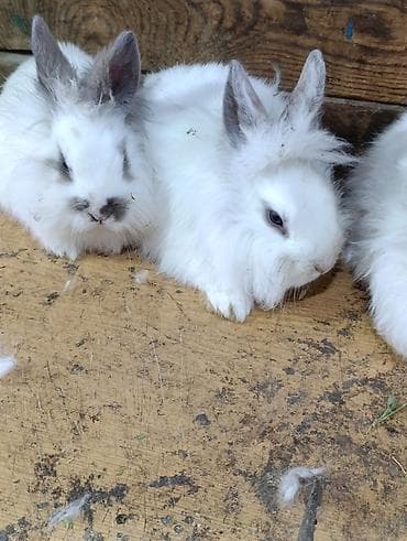 кролики домашние: *КАНТ* ПРОДАЮТСЯ декоративные кролики возраст 2 месяца.(осталось 4 — 2
