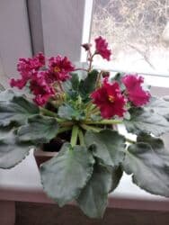 Сенполии (узамбарские фиалки) с бордовыми махровыми цветками. -