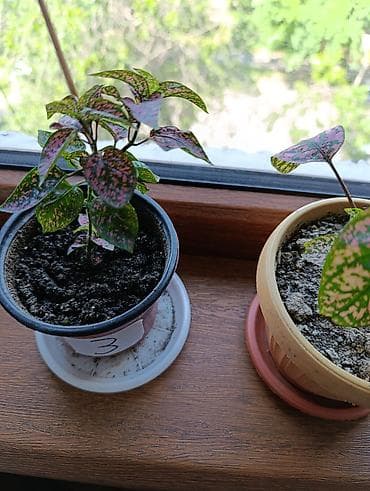 фикус с белыми листьями: Гипоэстес (Hypoestes phyllostachya) «пятнистый» в горшке,есть белый — 10