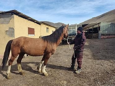 Продаю | Жеребец | Рабочий